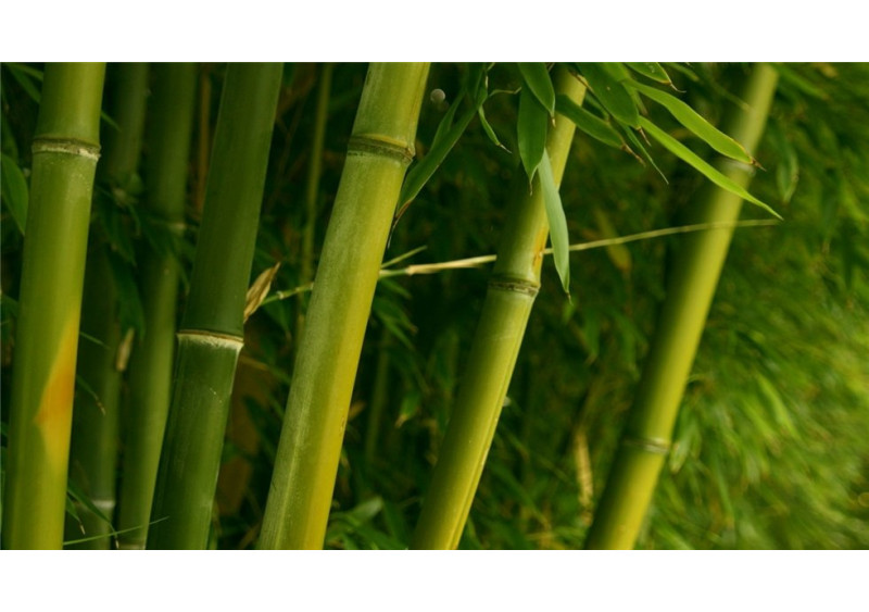 Что такое бамбуковое одеяло