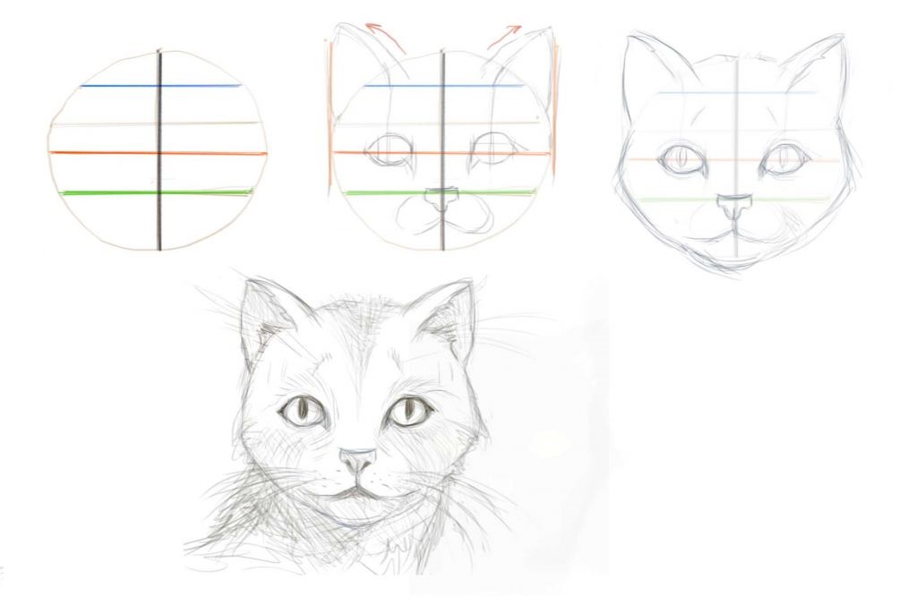 Как правильно нарисовать кота